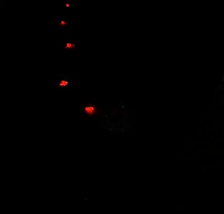 古皇陵内金币排名脚印效果动图