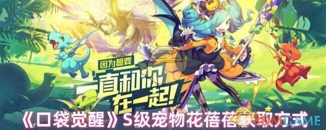 口袋觉醒花蓓蓓相关图片