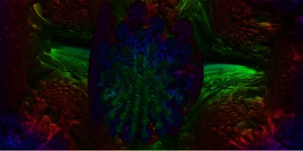 病毒蘑菇测试相关图片2