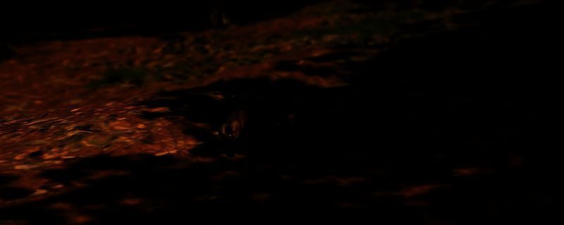 刺客信条影相关画面