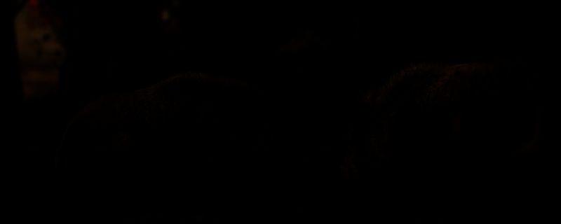 《刺客信条:影》野猪争斗墨绘相关图片