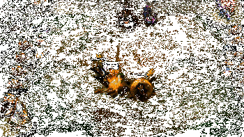 加里奥实战动图