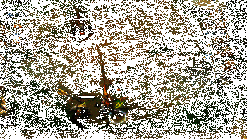 德莱文实战动图