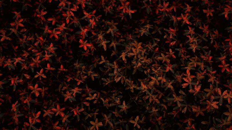 《刺客信条:影》PS5标准版精美截图5