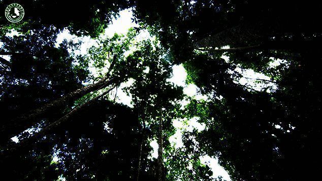 西双版纳原始森林公园景色图3