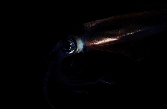 枪乌贼形态展示图