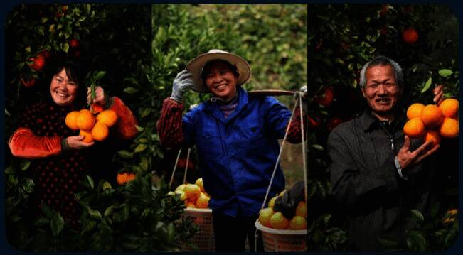 寻乌脐橙生长环境图