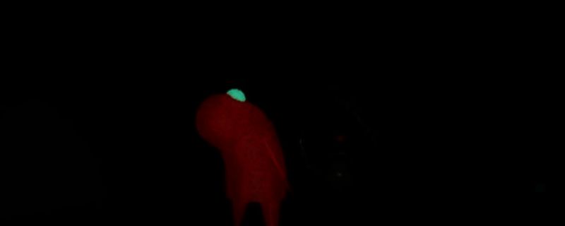 《R.E.P.O.》影子少年相关画面