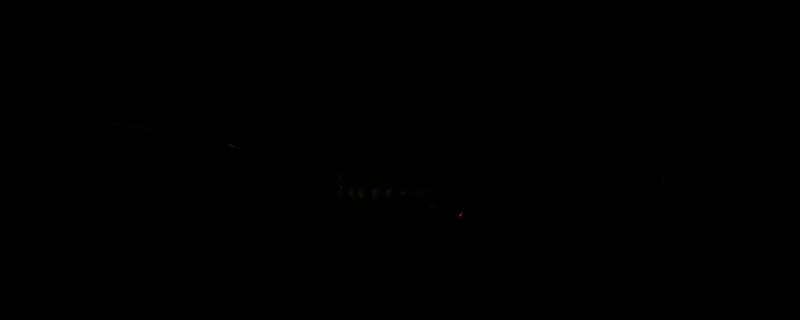 《怪物猎人：荒野》游戏画面