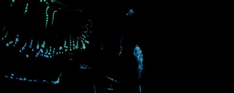 《怪物猎人：荒野》游戏画面