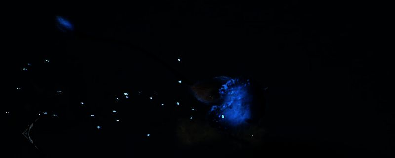 《怪物猎人：荒野》游戏画面