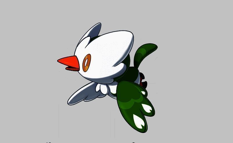 雪绒鸟相关图片2