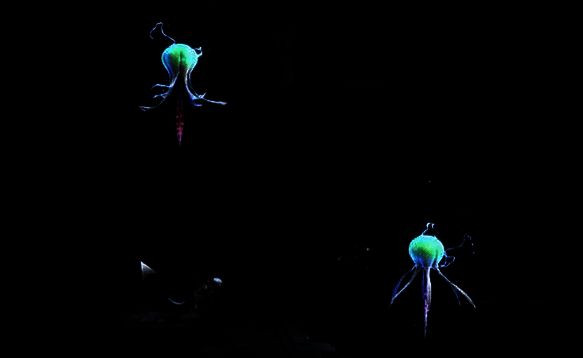 向右前进躲避攻击画面3