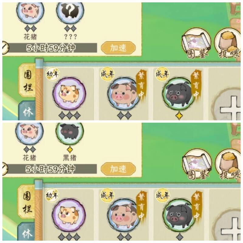 《华夏千秋》猪猪食物相关图片