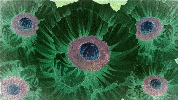 墨菲斯相关动画效果