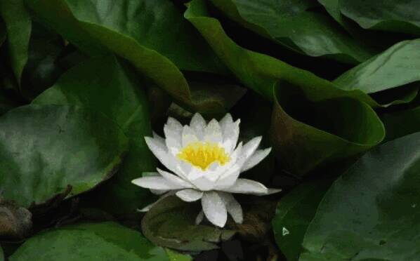 应用切换效果到全部图片操作界面