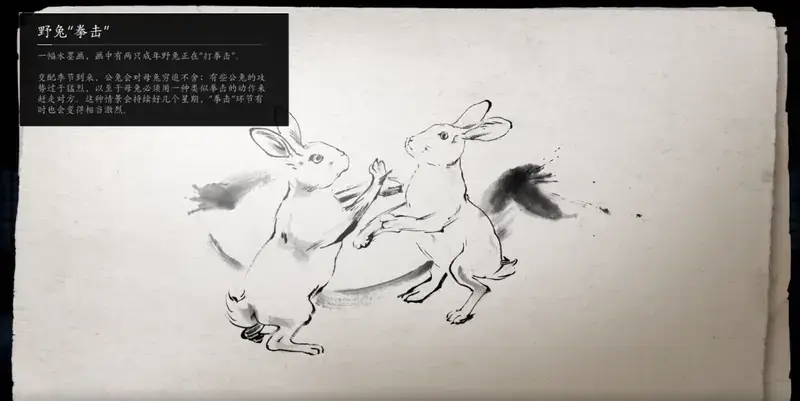 春季野兔拳击相关画面图片
