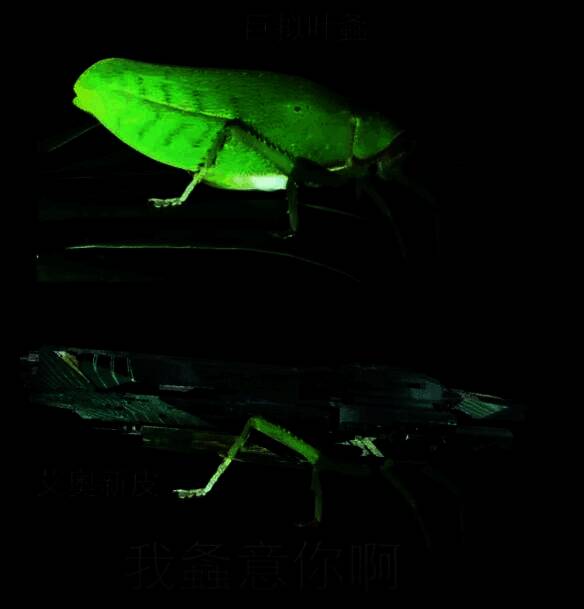 艾奥新皮展示图