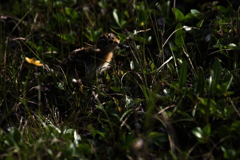 勺嘴鹬雏鸟的图片