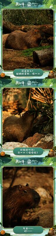 卡皮巴拉在自然环境中的照片