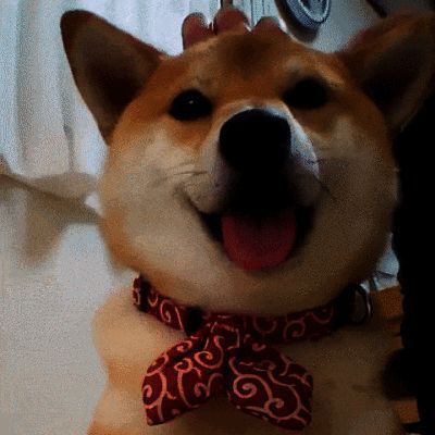 可爱的宠物图片