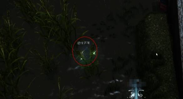 水田处收割碧绿芦苇场景图片