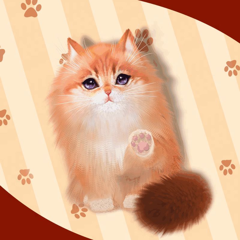 美短起司猫咪图片