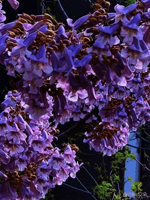 泡桐花相关图片