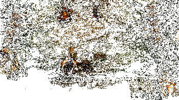 金铲铲之战S14烬实战动图