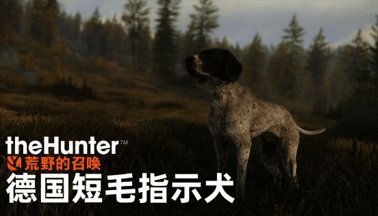 《猎人：荒野的召唤》德国短毛指示犬画面