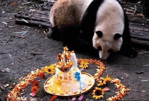 花花吃苹果萌照