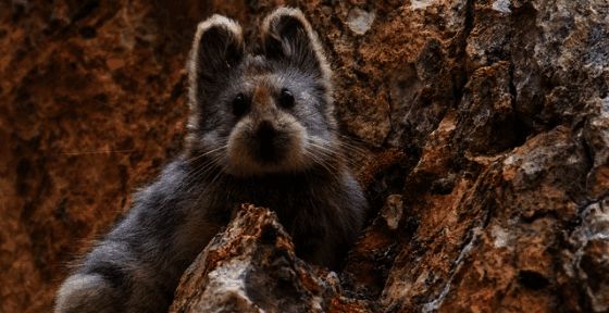 野外大熊猫栖息地相关图