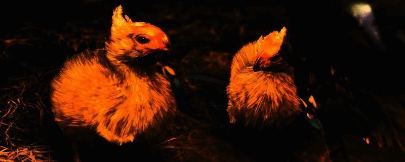 《怪物猎人：荒野》相关图片