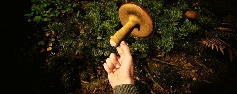 游戏主界面展示童话风格森林景色,阳光透过树梢洒落