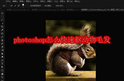 Photoshop中正在进行动物毛发抠图的界面展示