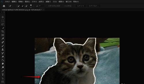 添加白色描边效果图，展示描边处理后的效果