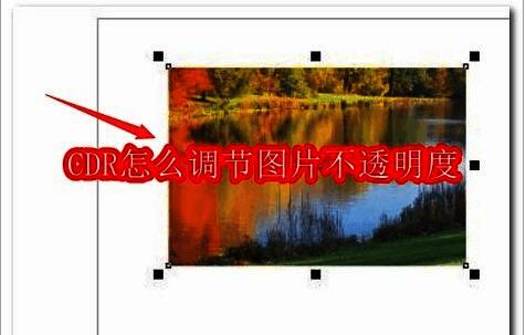 CorelDRAW界面展示一张导入的图片,背景为白色画布,界面左侧为工具栏