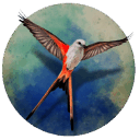 展翅翱翔 手机版 V1.1.101