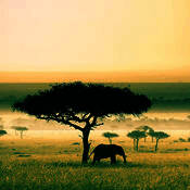 大自然音乐 V1.2